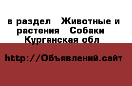  в раздел : Животные и растения » Собаки . Курганская обл.